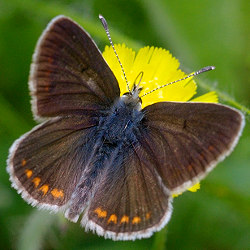 Aricia artaxerxes